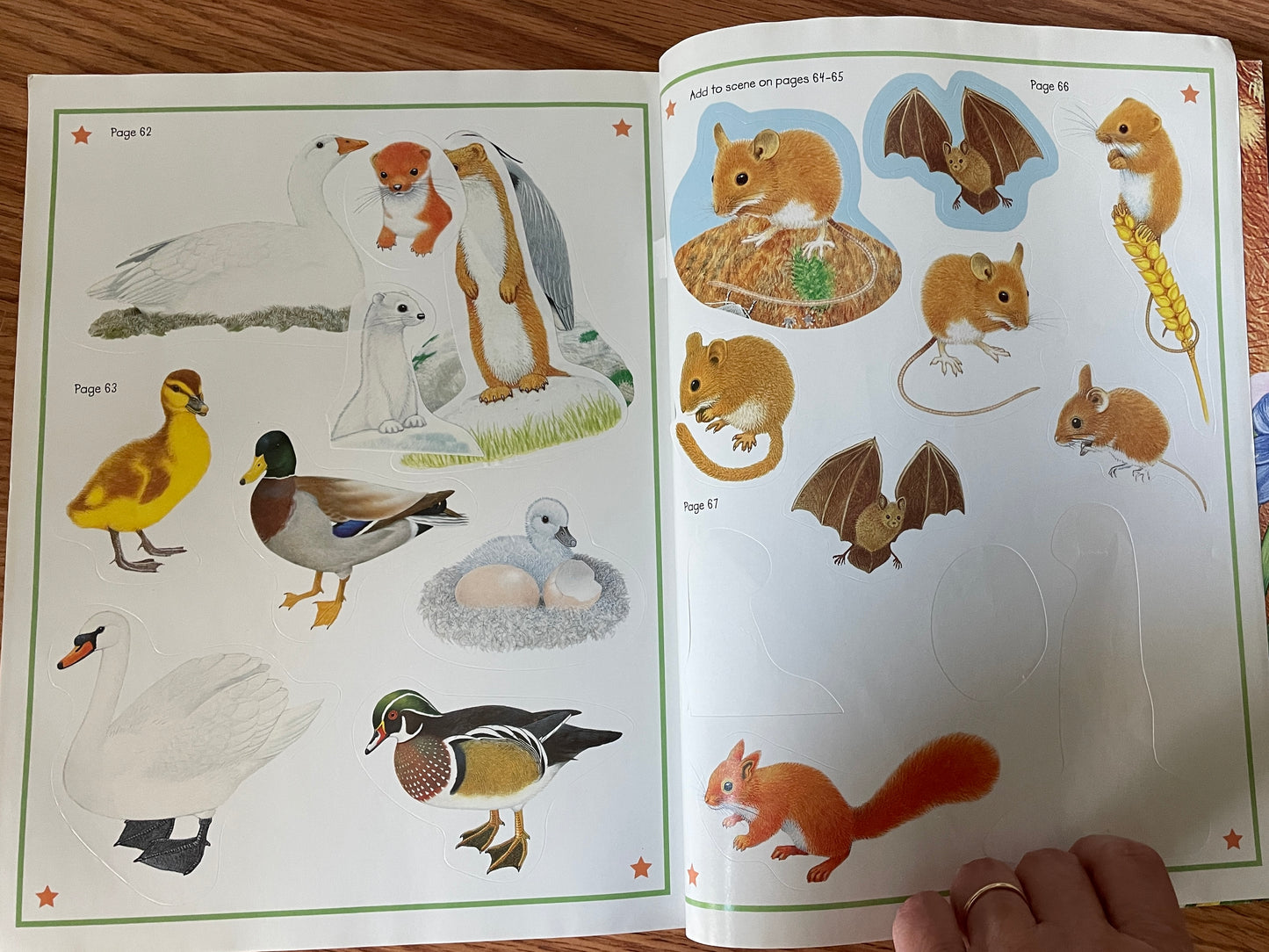 Animal Kingdom Sticker Activity Book: Into the Wild