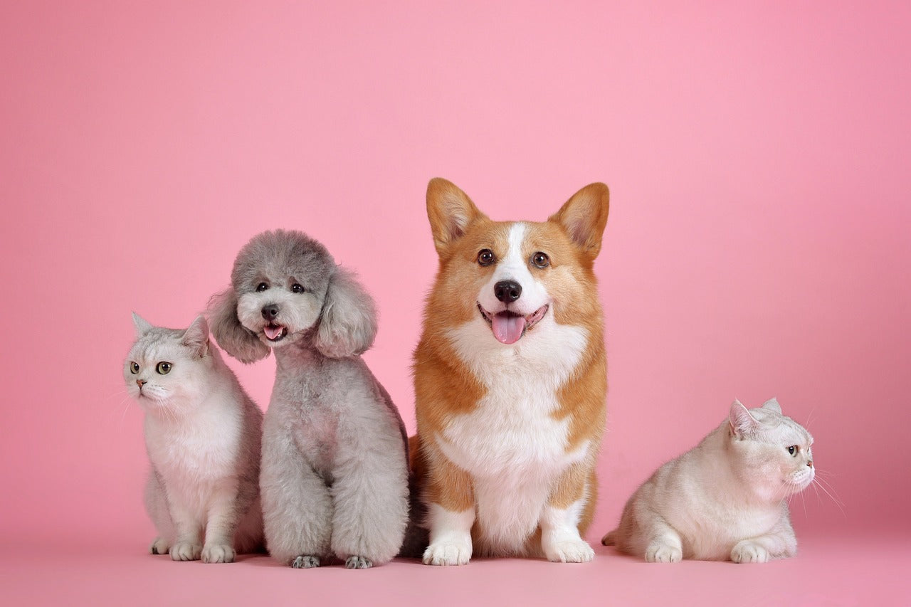 Pets & Animals Collection