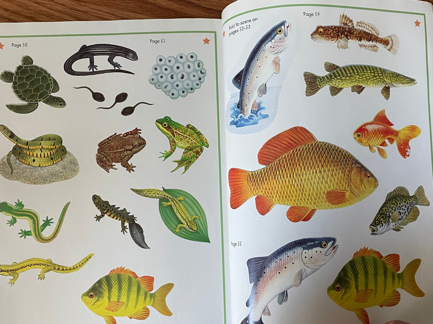 Animal Kingdom Sticker Activity Book: Into the Wild