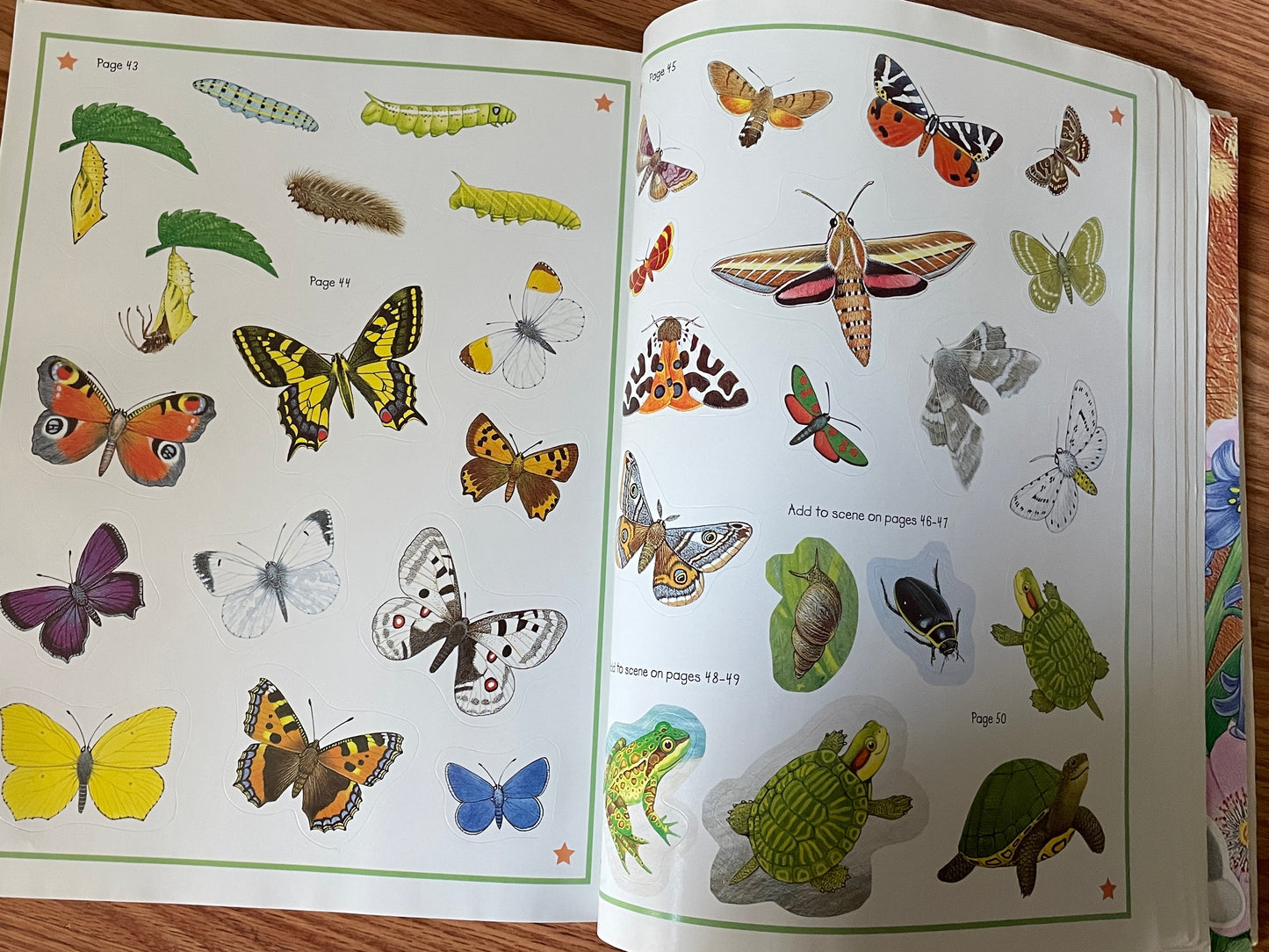 Animal Kingdom Sticker Activity Book: Into the Wild