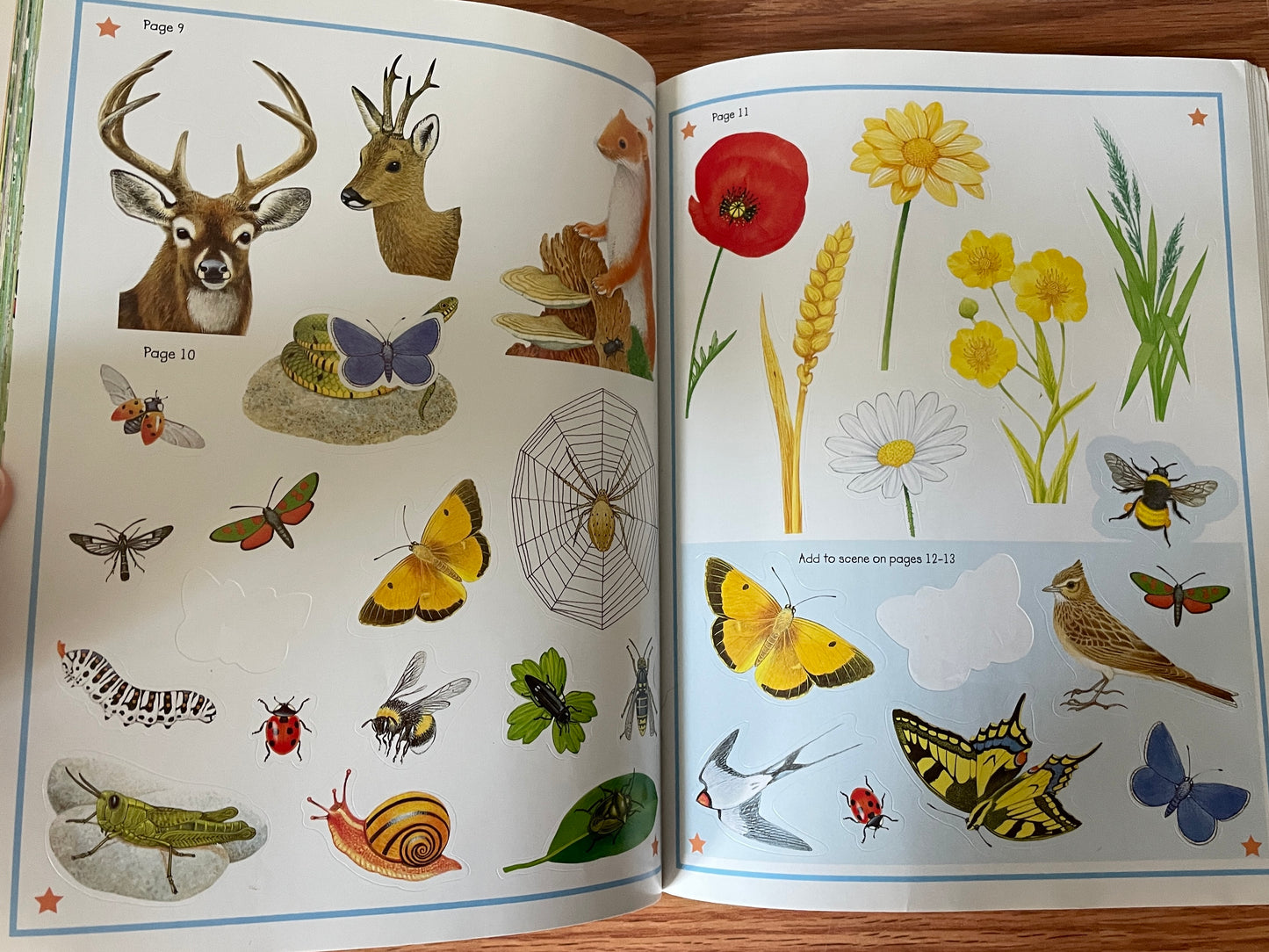 Animal Kingdom Sticker Activity Book: Into the Wild