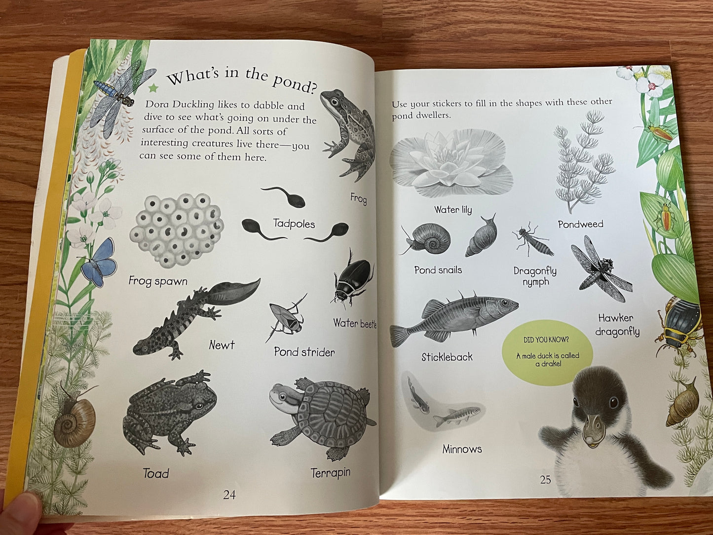 Animal Kingdom Sticker Activity Book: Into the Wild